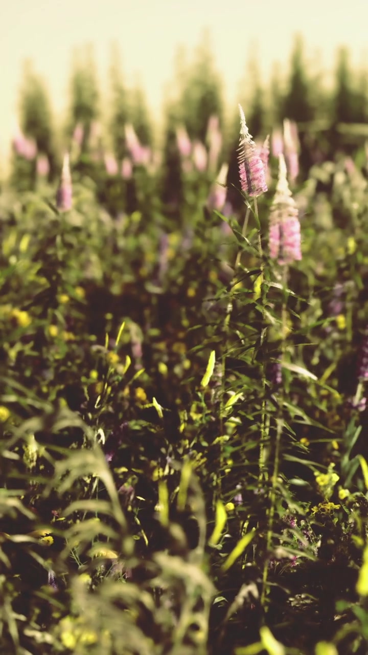 Fiori che crescono in un campo alla luce del giorno in una zona rurale