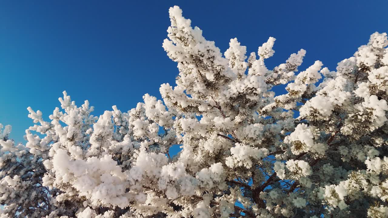 Alberi innevati su sfondo di cielo azzurro
