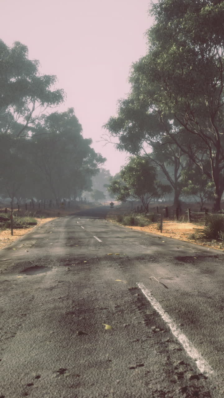 Exploring a deserted road surrounded by dense vegetation during early morning
