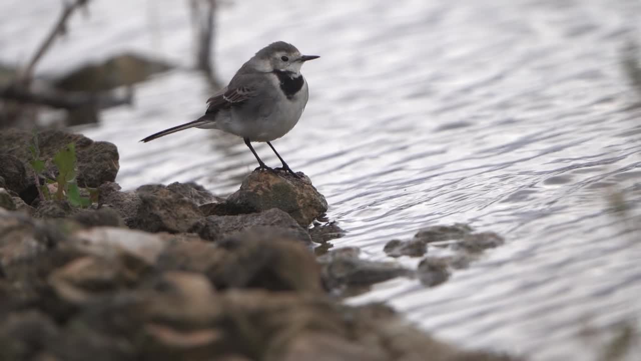 el wagtail blanco un pequeño pájaro paseriforme de la familia motacillidae caminando por tragar agua y volando en cámara lenta