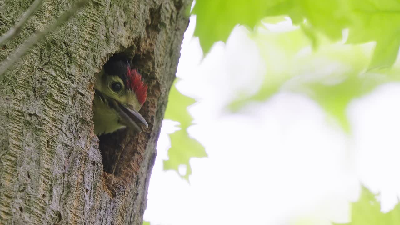gran pájaro carpintero trepando por un árbol para dar comida al bebé en el agujero del nido