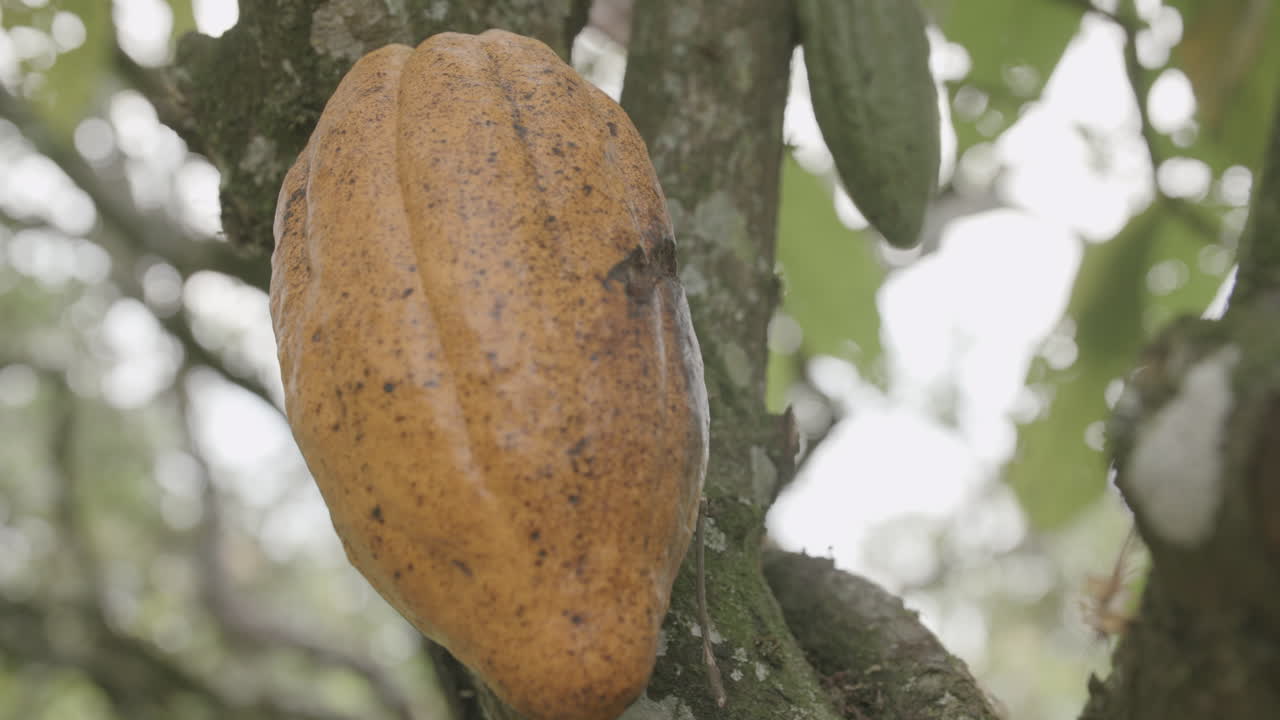imágenes en cámara lenta de una fruta de cacao madura naranja todavía en el árbol