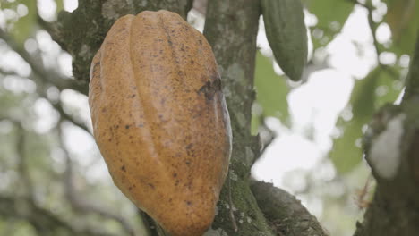 imágenes en cámara lenta de una fruta de cacao madura naranja todavía en el árbol