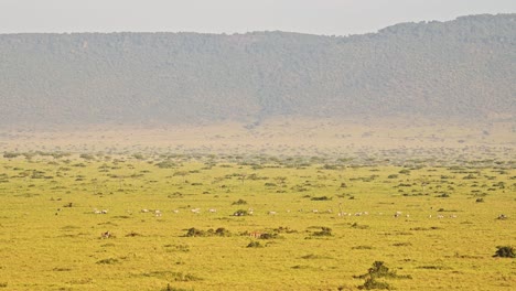 african wildlife aerial shot of plains zebra on maasai mara savannah in africa, kenya hot air balloon ride flight view flying over amazing beautiful savanna landscape scenery in masai mara