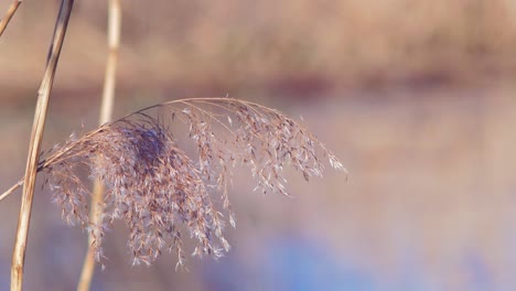 Dry-beige-reed-steams-on-the-wind,-reed-plants-near-the-lake,-lake-Pape-Nature-park-,-sunny-spring-day,-handheld-closeup-shot