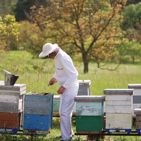 beekeeper collects honey in the garden. a male beekeeper in a protective suit takes out a honeycomb with bees