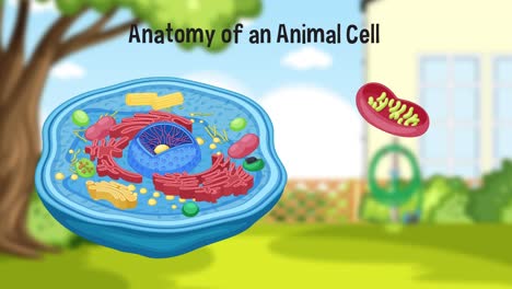 educational animation of an animal cell structure