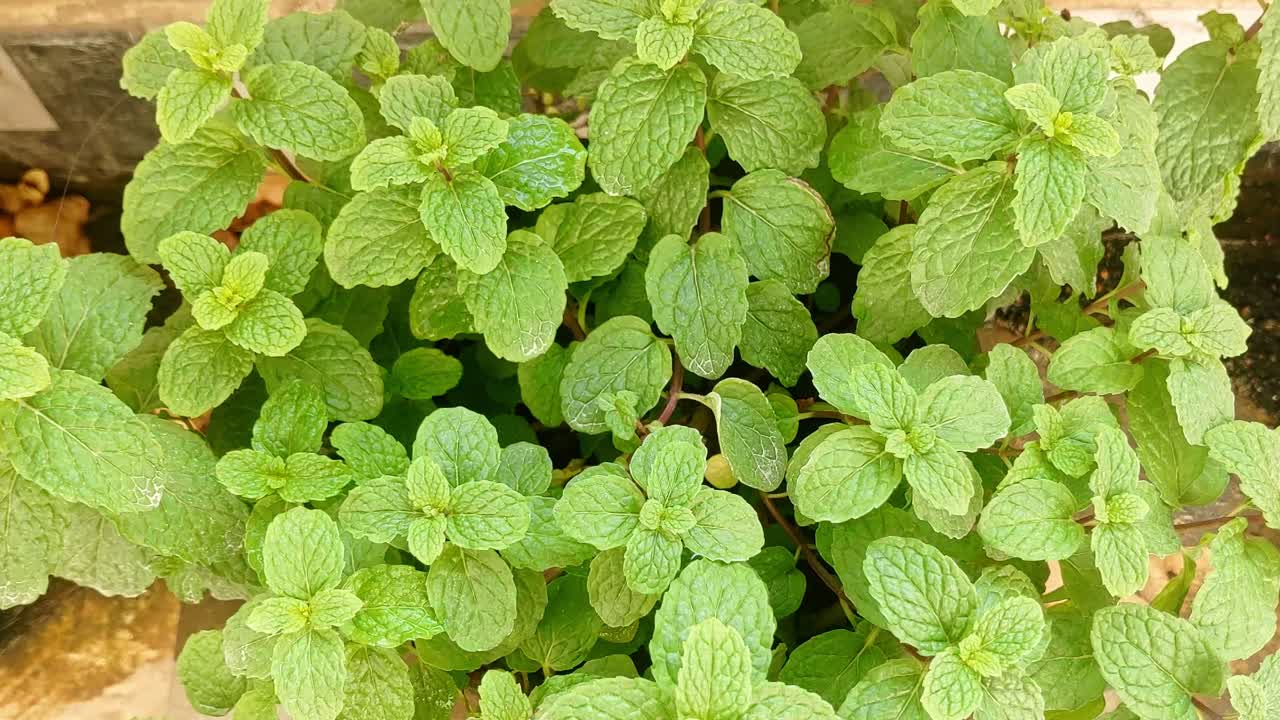 Pianta di foglie di menta fresca che cresce in un giardino di casa. Di giorno, ripresa dall'alto, ripresa a mano, 4k.