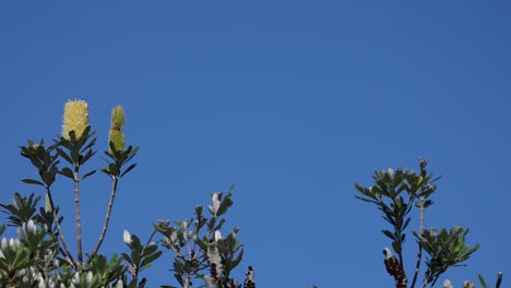 flowering banksia against a clear blue sky