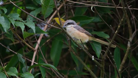 seen from its side facing the camera perched on a branch within the foliage then flies away towards the left