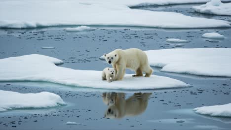 a heartwarming moment: a polar bear and its resilient cub navigate the icy waters of the arctic, showcasing the bond between mother and young in a changing climate