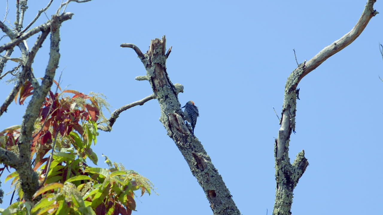 나무 줄기와 가지에 붉은 배 딱따구리