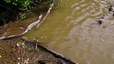 Patos-Nadando-Lejos-De-La-Basura-Y-La-Basura-A-Lo-Largo-Del-Río-Cuyahoga-En-Cleveland-Ohio