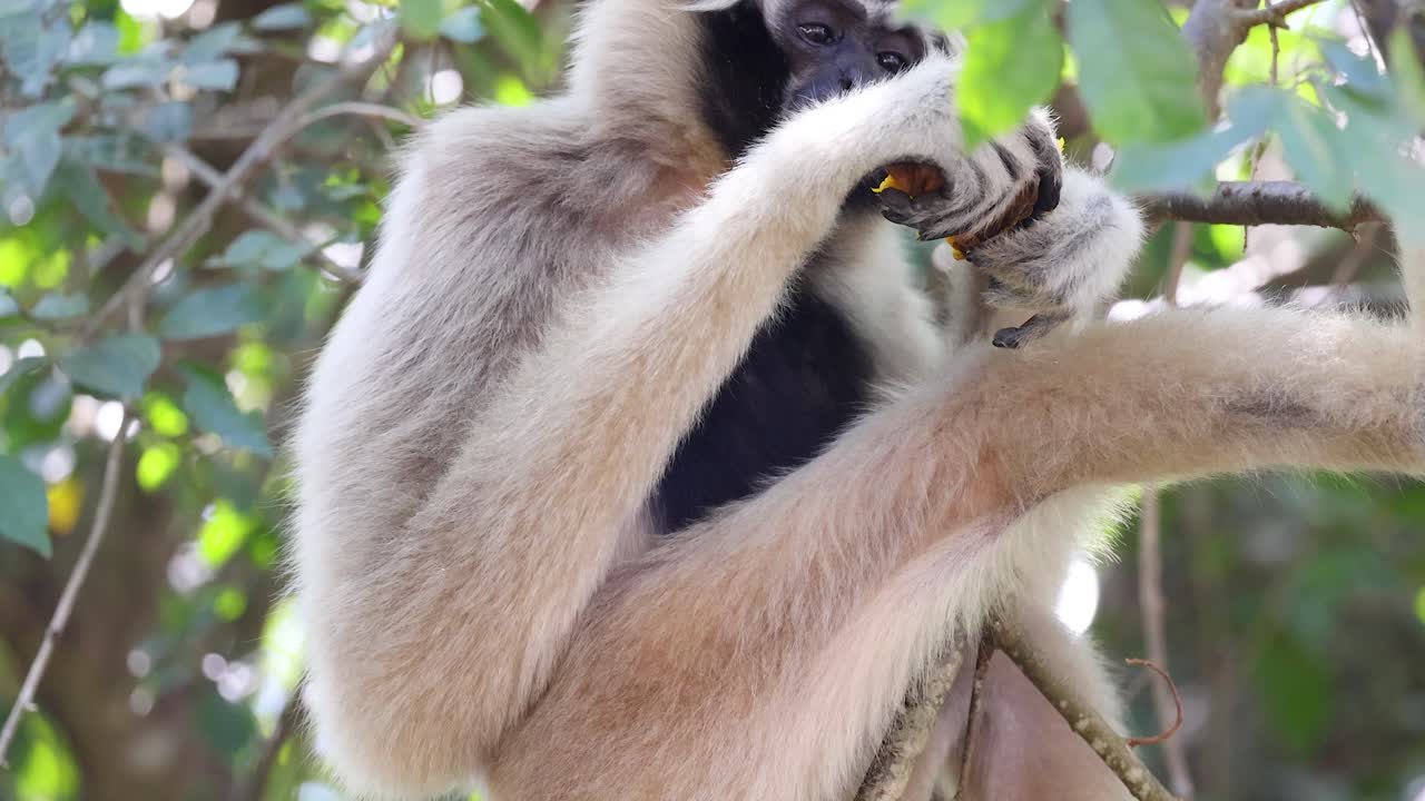 gibón disfrutando de la comida en un árbol