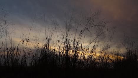 wide low-angle tall grass against colorful sunset sky. grass gently sways in evening breeze. mindfulness concept