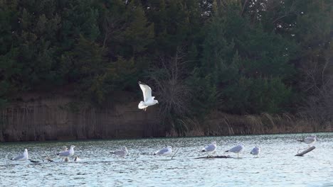 a seagull lands on a river