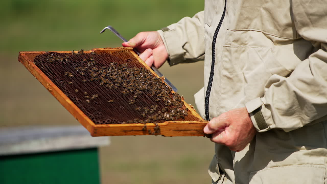 Dark honey frame with bees crawling on in the hands of beekeeper. Checking up the harvest. Blurred backdrop.