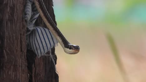common bronzeback tree snake looking in camera