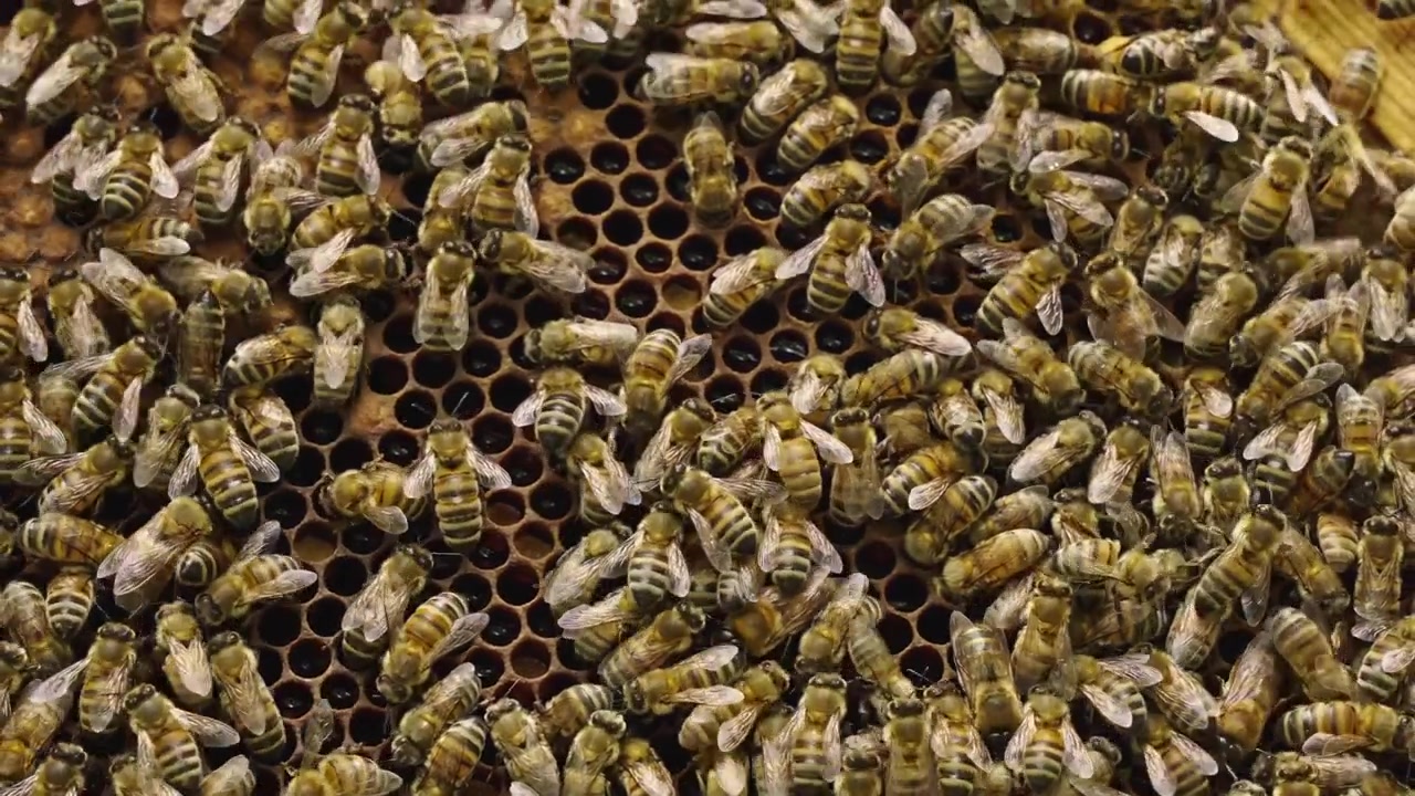 Close-up view of dense colony of honey bees covering natural honeycomb inside active beehive in spring.