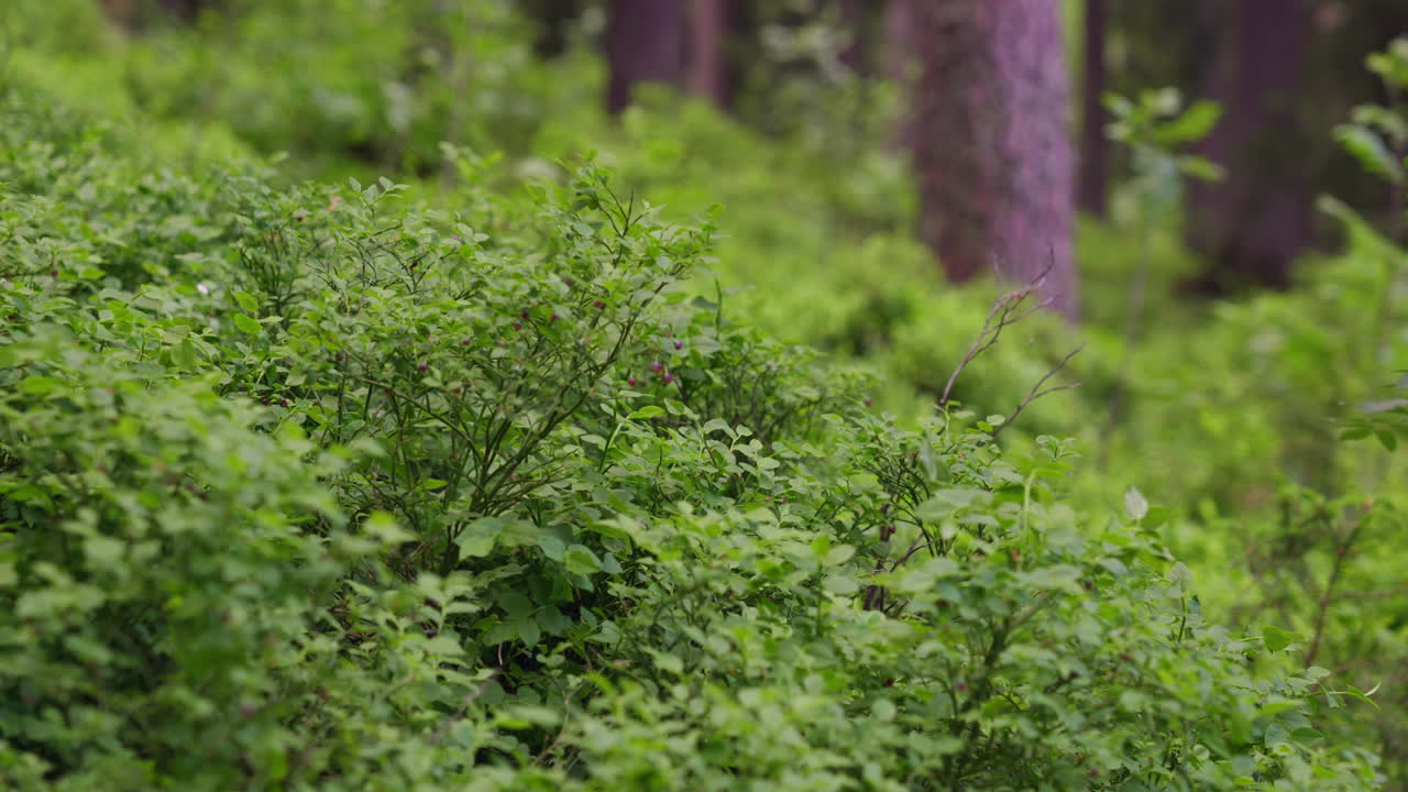 Grass waving with the wind in the forest in Norway