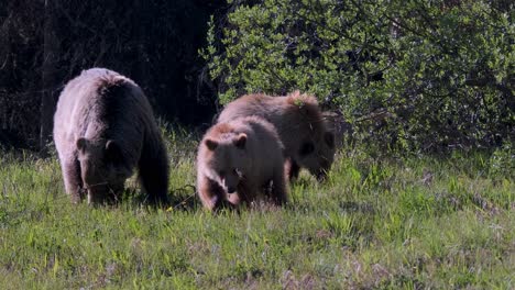 a mother grizzly bear and her two cubs are seen peacefully grazing in the rich, verdant meadow as the light of dusk casts a soft glow over the tranquil scene