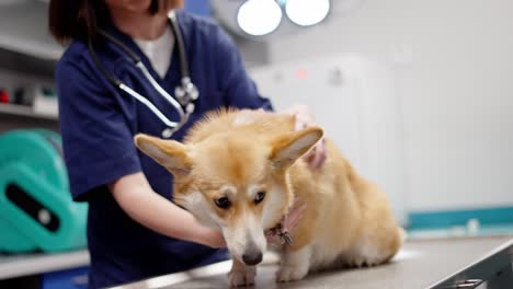 Primer-Plano-De-Un-Perro-Corgi-Blanco-Amarillento-De-Pie-Sobre-Una-Mesa-En-Un-Consultorio-Veterinario-Bajo-La-Supervisión-De-Una-Niña-Morena-Con-Un-Uniforme-Veterinario-Azul-En-Una-Clínica-De-Mascotas