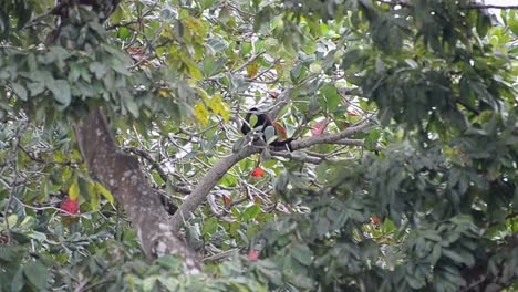 One-single-mantled-howler-monkey-sitting-on-a-branch-within-the-thick-coastal-rainforest-of-Costa-Rica