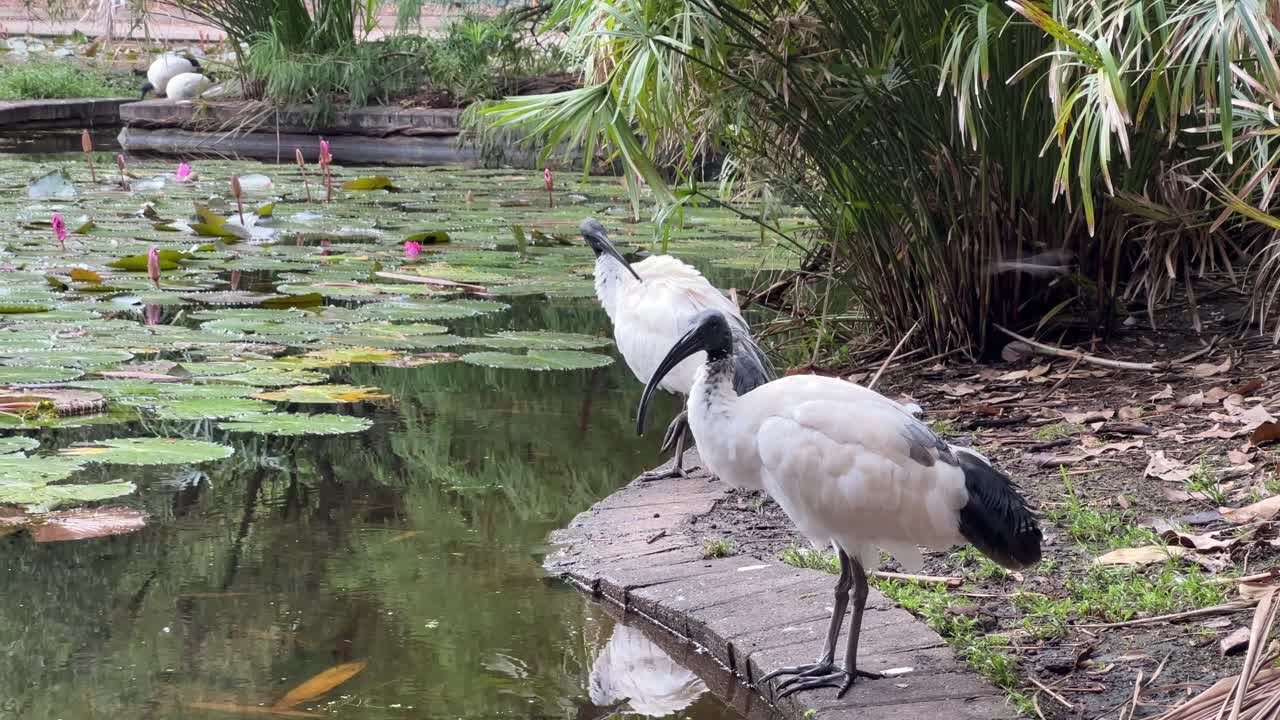 A pair of Australian white ibis, threskiornis molucca with black bare head standing on the side of lily pond preening its plumages at City Botanic Gardens, downtown riverside Brisbane city.