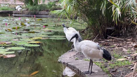 a pair of australian white ibis, threskiornis molucca with black bare head standing on the side of lily pond preening its plumages at city botanic gardens, downtown riverside brisbane city.