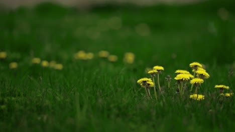 bright yellow dandelions on the lush green field