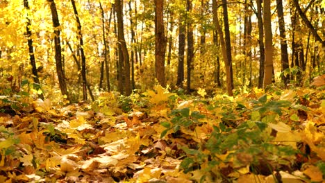 hojas de otoño que caen