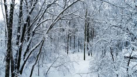 Verschneite-Äste-Im-Wald.-Wintermärchen-Hintergrund