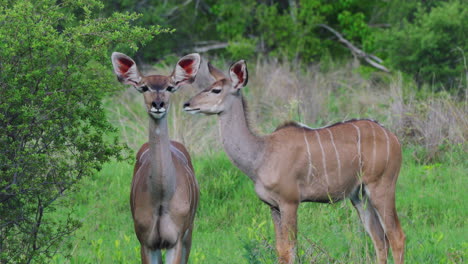 dos hembras de kudu mayor en el bosque de khwai en botswana, sudáfrica