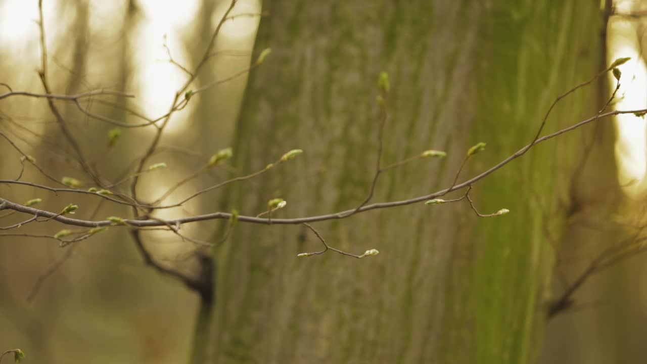 Tree Branches With Green Buds Growing, Huge Tree Trunk In The Blurry Background - close up trucking shot