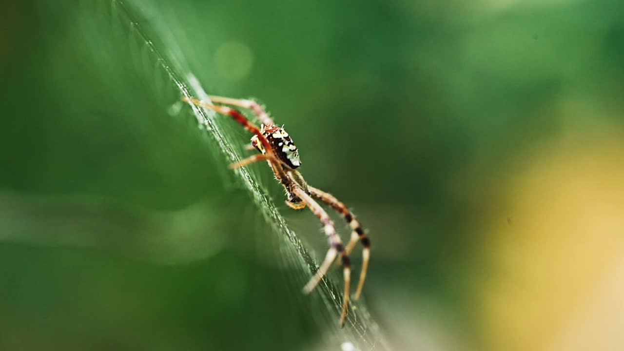 Stunning macro shot of a spider on its web, with intricate details against a smooth bokeh background. Highlights the beauty and complexity of arachnids for wildlife, education, and nature content