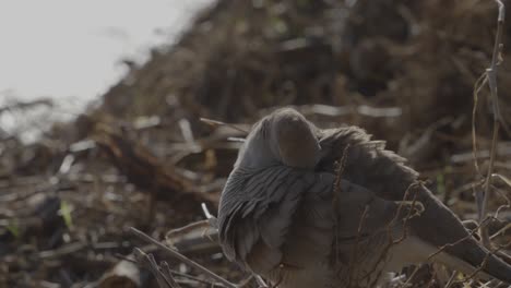 close up of a zebra dove as he preens his feathers on the coast of oahu hawaii