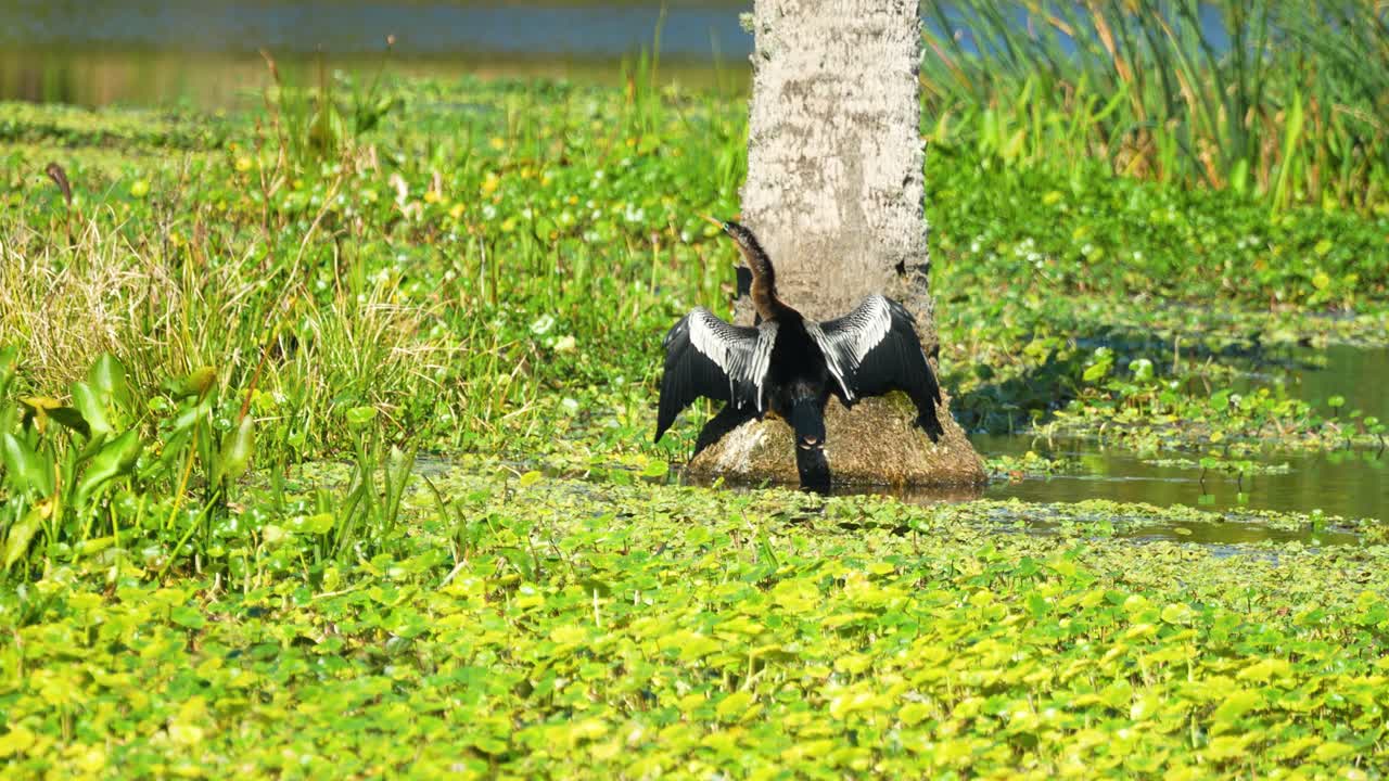 Anhinga snakebird darter basking and preening at base of palm tree in marsh wetlands 4k