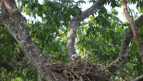 Cría-De-águila-Halcón-Cambiante-De-Pie-En-El-Nido