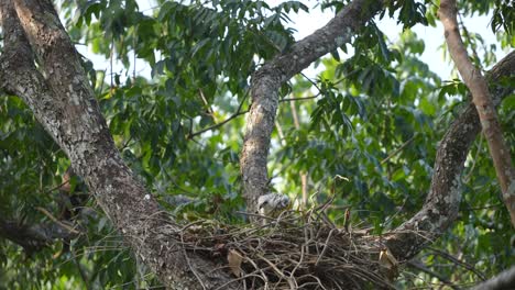 bebé águila halcón cambiante de pie en el nido
