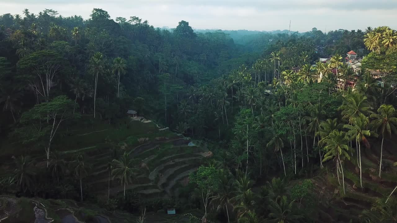 disparo de un dron volando por encima de la jungla en bali con muchas hermosas terrazas de arroz debajo