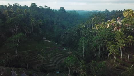 Disparo-De-Drones-Volando-Alto-Sobre-La-Jungla-En-Bali-Con-Muchas-Hermosas-Terrazas-De-Arroz-Debajo