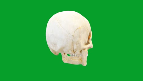 spinning human skull motion graphics with green screen background