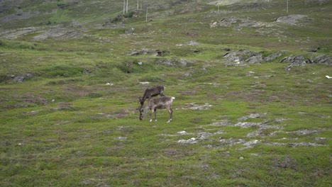 Reno-Ella-En-La-Naturaleza-En-Noruega-Comiendo-Hierba-Cerca-Del-Cabo-Norte