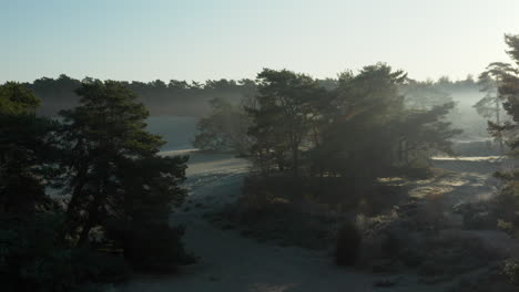 trees growing along sandy pathway in soest duinen netherlands - zoom in shot