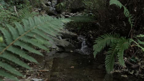 Schneller-Fluss-Im-Wald-In-Montseny-Berg