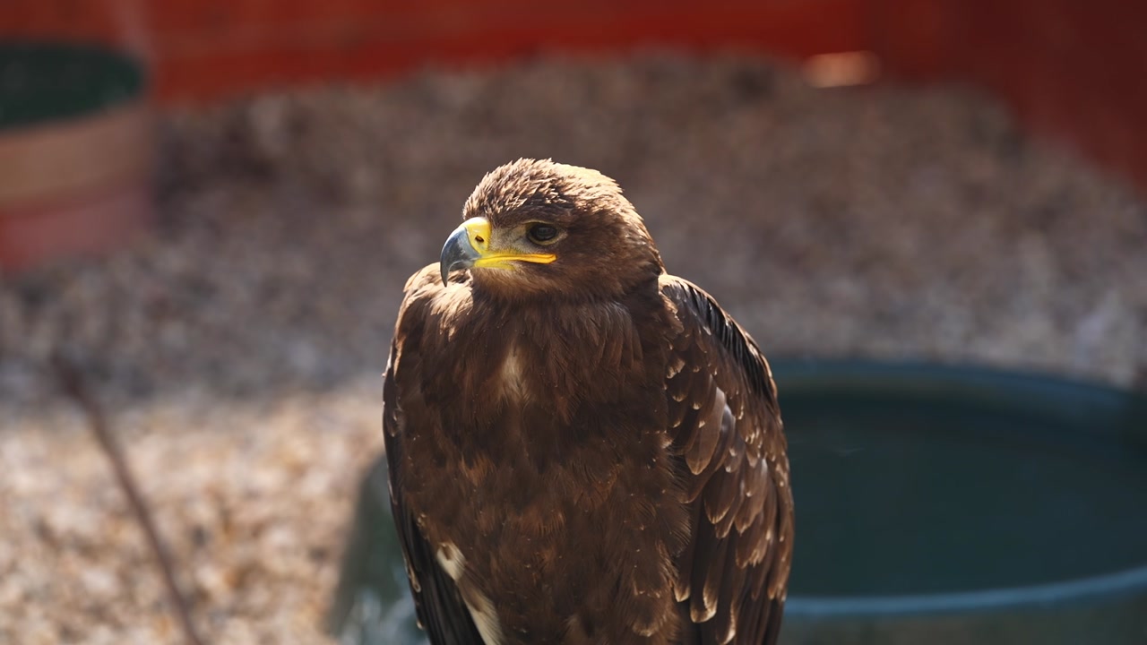 Close up of brown eagle sitting on perch in sunlight. Detailed feathers and sharp beak visible, calm and powerful bird of prey captured in natural outdoor environment.