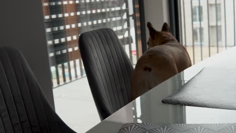 french bulldog walks on the chairs in the dining area in the house