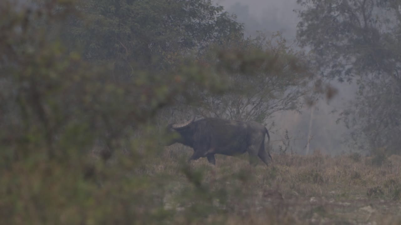 Il bufalo d'acqua selvatico (Bubalus arnee), chiamato anche bufalo asiatico o bufalo selvatico, è un grande bovino originario del subcontinente indiano e del Sud-est asiatico.