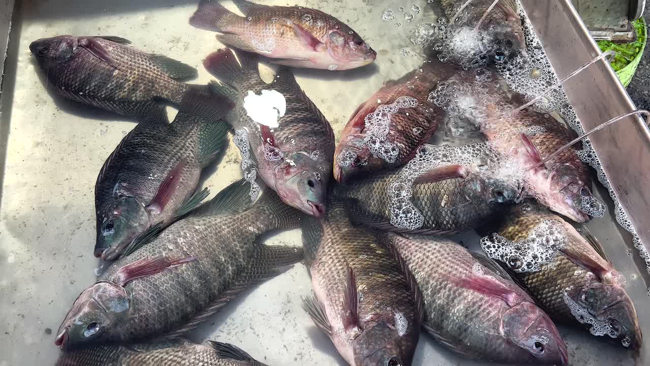 pescado de tilapia fresco en el mercado