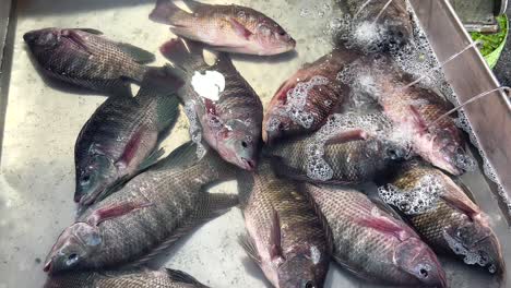 fresh tilapia fish at market